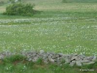 ein Meer von weisse Narzissen 