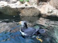 0503 Loro Park