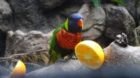 0505 Loro Park