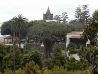 Teneriffa - Rundreise – Inselhüpfen auf den Kanaren - Icod de los Vinos