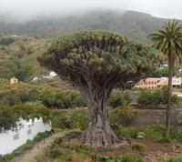 Teneriffa - Rundreise – Inselhüpfen auf den Kanaren - Icod de los Vinos