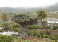 Teneriffa - Rundreise – Inselhüpfen auf den Kanaren - Icod de los Vinos