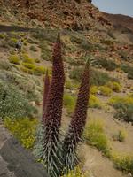 Teneriffa - Rundreise – Inselhüpfen auf den Kanaren - Teide