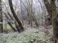 La Gomera - Rundreise – Inselhüpfen auf den Kanaren