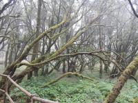 La Gomera - Rundreise – Inselhüpfen auf den Kanaren