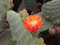 La Gomera - Rundreise – Inselhüpfen auf den Kanaren