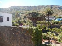 Icod de los Vinos - Drachenbaum