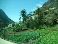 Palmental - La Gomera