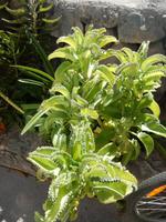 Palmental - La Gomera