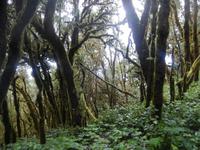 Nebelwald - La Gomera