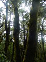 Nebelwald - La Gomera