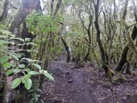 Nebelwald - La Gomera