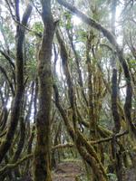 Nebelwald - La Gomera