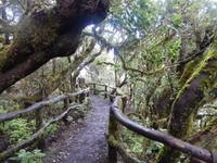 Nebelwald - La Gomera