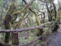 Nebelwald - La Gomera