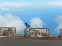 Mirador de Los Andenes - La Palma