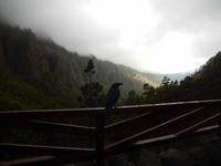 Cumbrecita - La Palma