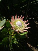 606_La Gomera; Protea