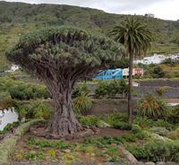 Teneriffa - Inselhüpfen auf den Kanaren - 12 Tage Rundreise auf den Kanarische Inseln