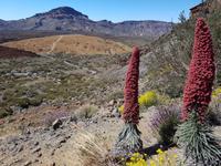 Teneriffa - Inselhüpfen auf den Kanaren - 12 Tage Rundreise auf den Kanarische Inseln