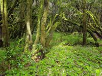 La Gomera - Inselhüpfen auf den Kanaren - 12 Tage Rundreise auf den Kanarische Inseln