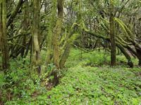 La Gomera - Inselhüpfen auf den Kanaren - 12 Tage Rundreise auf den Kanarische Inseln