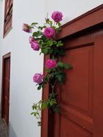 La Palma - Inselhüpfen auf den Kanaren - 12 Tage Rundreise auf den Kanarische Inseln