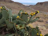 Gran Canaria - Inselhüpfen auf den Kanaren - 12 Tage Rundreise auf den Kanarische Inseln