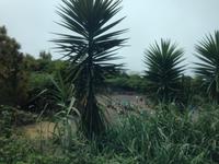 Inselrundfahrt auf Teneriffa (24)