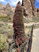 Teide und Orotava  (20)