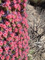 Teide und Orotava  (24)