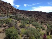 Teide und Orotava  (26)
