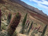 Teide und Orotava  (27)