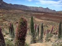 Teide und Orotava  (28)