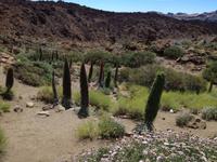 Teide und Orotava  (29)