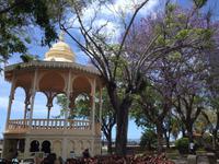 Teide und Orotava  (45)