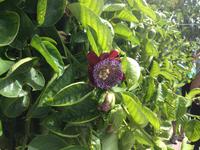 Teide und Orotava  (62)