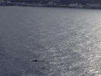 Fähüberfahrt nach La Gomera - Ausflug nach Palmental (4)