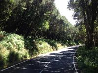 Fähüberfahrt nach La Gomera - Ausflug nach Palmental (19)