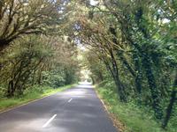 Fähüberfahrt nach La Gomera - Ausflug nach Palmental (20)