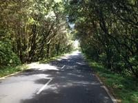 Fähüberfahrt nach La Gomera - Ausflug nach Palmental (21)