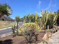 Fähüberfahrt nach La Gomera - Ausflug nach Palmental (38)