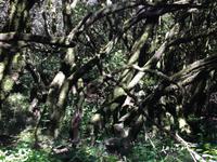 Fähüberfahrt nach La Gomera - Ausflug nach Palmental (45)