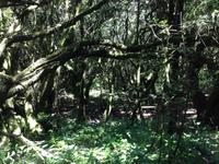 Fähüberfahrt nach La Gomera - Ausflug nach Palmental (46)