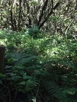 Fähüberfahrt nach La Gomera - Ausflug nach Palmental (49)