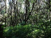 Fähüberfahrt nach La Gomera - Ausflug nach Palmental (50)