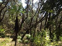 Fähüberfahrt nach La Gomera - Ausflug nach Palmental (54)