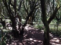 Fähüberfahrt nach La Gomera - Ausflug nach Palmental (57)