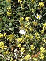 Fähüberfahrt nach La Gomera - Ausflug nach Palmental (59)