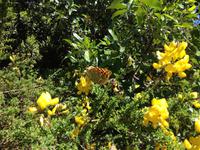 Fähüberfahrt nach La Gomera - Ausflug nach Palmental (60)